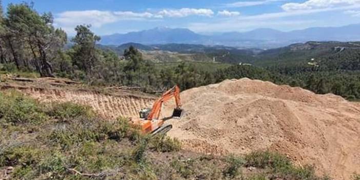 Rize'den sonra Denizli: Kekik tarlaları tehdit altında