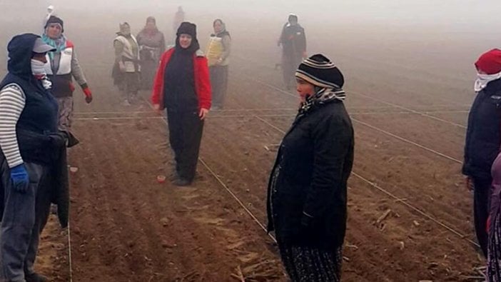 Tarlada çalışan kadınlardan Atatürk'e saygı duruşu