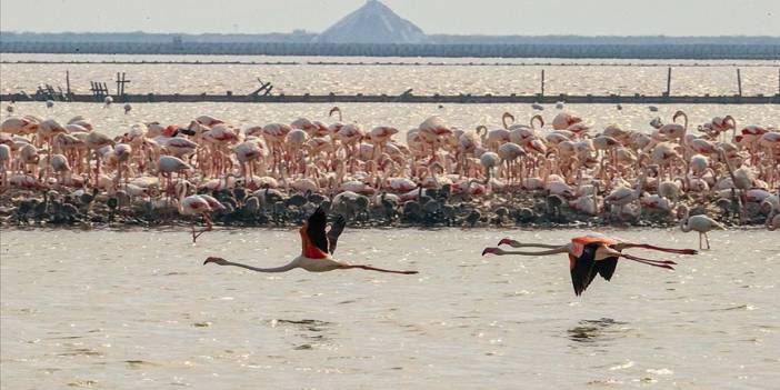 'Flamingo adası' binlerce allı turnaya kucak açtı