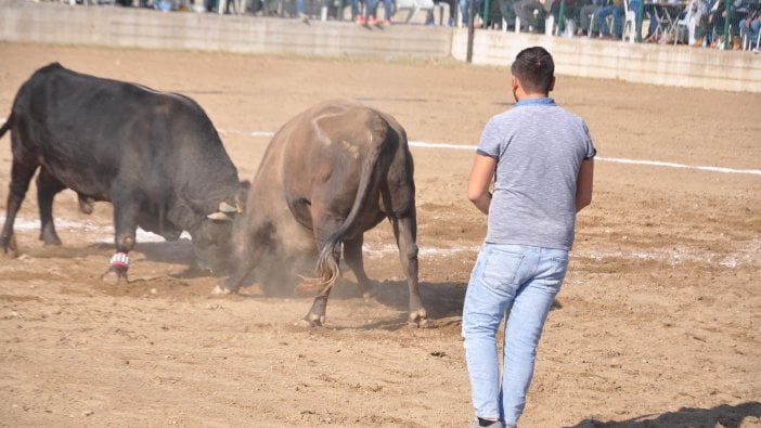 Şampiyon boğalar Aydın'da güreşti