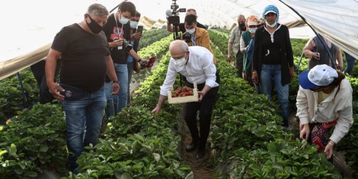 Kılıçdaroğlu Aydın'da: Çiftçi kadınlar ile birlikte çilek hasadı yaptı