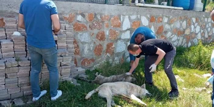 Yalova'da 7 köpek zehirle öldürüldü