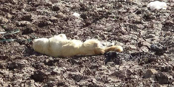 Köpeği boynuna ip bağlayarak öldürmüşler!