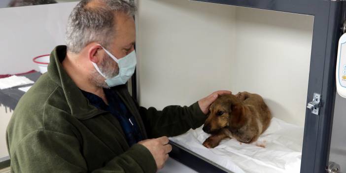 Zonguldak'ta ormanda bacakları kırılmış halde bulunan köpeğin tedavisi sürüyor