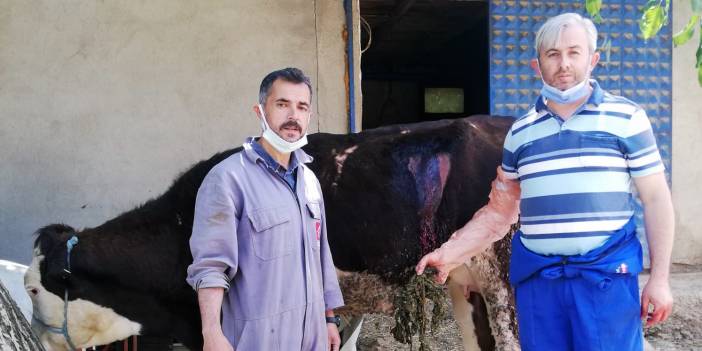 İneğin karnından 2 kilo urgan çıktı