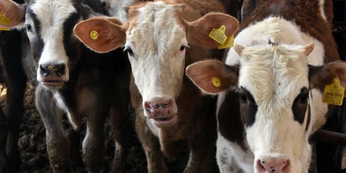 Konya Ovası’ndaki kuraklık tehlikesi samanı da vurdu