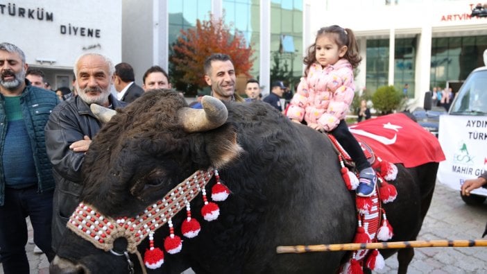 Şampiyon boğa törenle karşılandı