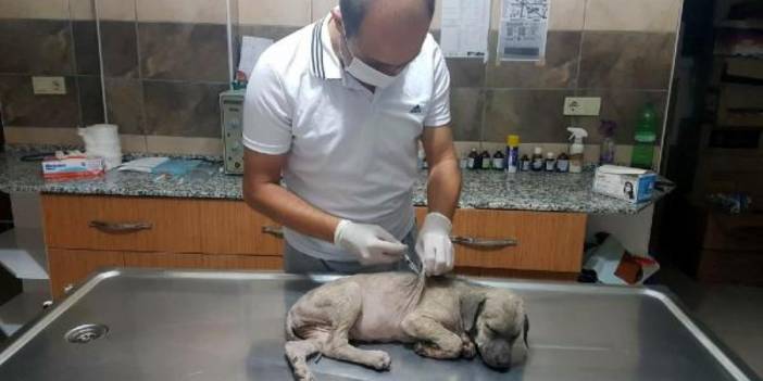 Manisa yavru köpeğe sopayla şiddete 1033 lira ceza