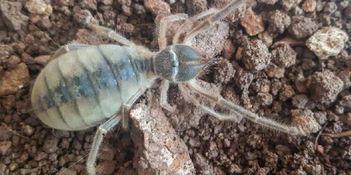 Hakkari'de yeni böğü türü bulundu: Galeodes hakkariensis