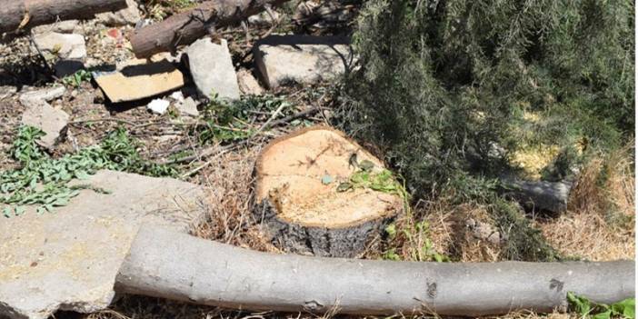 AKP'li belediyeden otopark için ağaç katliamı