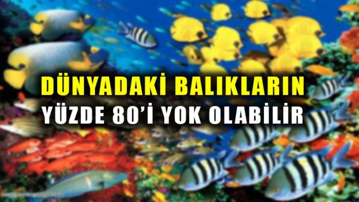 Dünya'daki balıkların yüzde 80'i yok olabilir