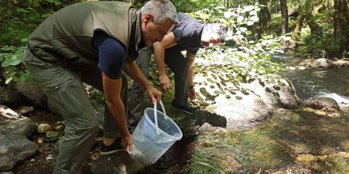 Kazdağları'nda derelere yavru kırmızı benekli alabalıklar bırakıldı