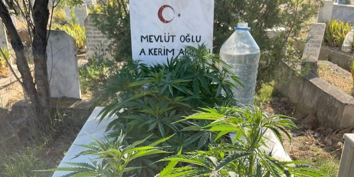 Anneanne ve dedesinin mezarına kenevir ekti