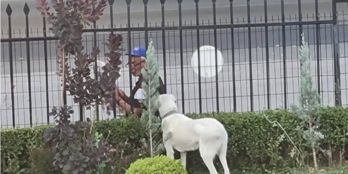 Bakan Selçuk, vatandaşın köpeği Pergel'e gazete okuduğu fotoğrafı paylaştı