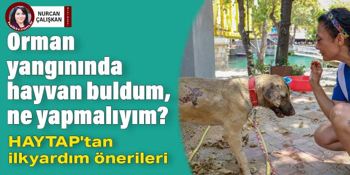 Orman yangınında hayvan buldum, ne yapmalıyım? HAYTAP'tan ilkyardım önerileri...