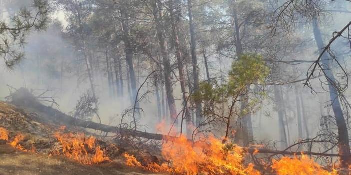 Kaş’ta orman yangını