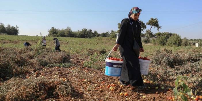 Tarlada kalmadı Buca'lı kadınlar kazandı