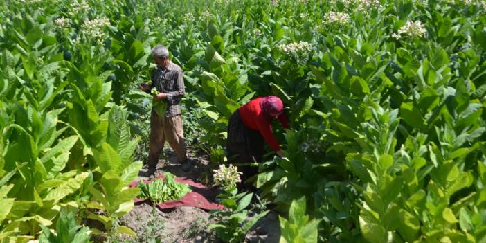 Solgun: Türkiye'den 60 bin ton tütün ihracatı bekleniyor