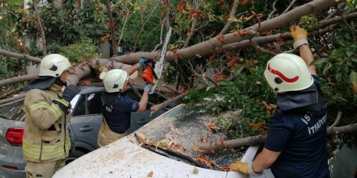 Kadıköy'de ağaç otomobillerin üzerine devrildi