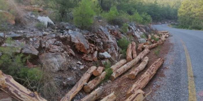 Akbelen ormanlarına mahkeme kararına rağmen iş makineleri soktular