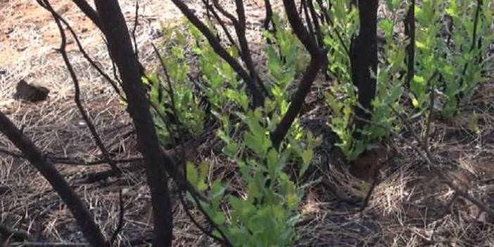 Kilis'te yanan ormanlar yeniden filizleniyor