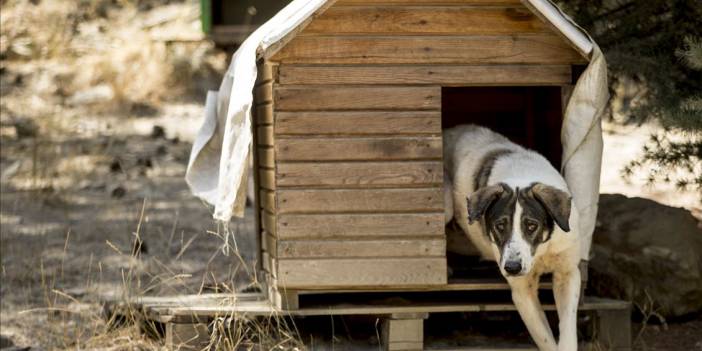 Kabil'den 200 kedi ve köpeğini nasıl kurtardı