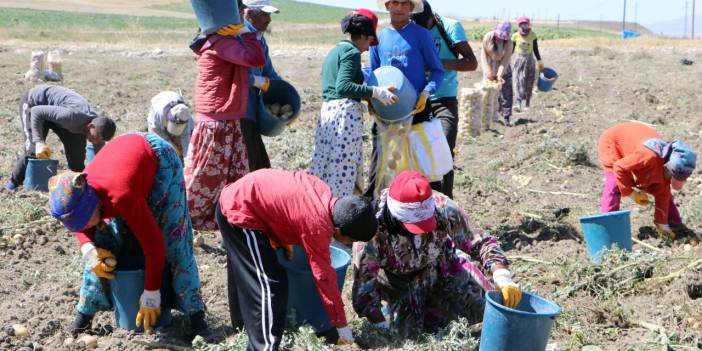 Okullar açıldı, onlar hala tarlada çalışıyor