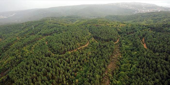 İngiltere'de araştırma: Her 3 ağaç türünden biri yok olabilir