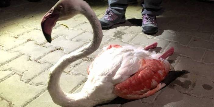 Yorgun düşen flamingo tedaviye alındı