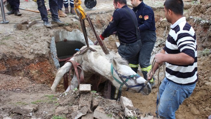 Kanalizasyona düşen atı, itfaiye kurtardı