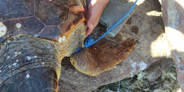 Ayağına parke taşı bağlanıp denize atılan caretta caretta kurtarıldı