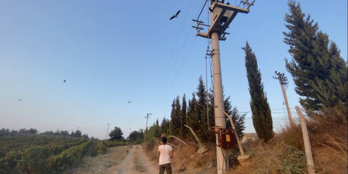 Leylekler için nöbetteler