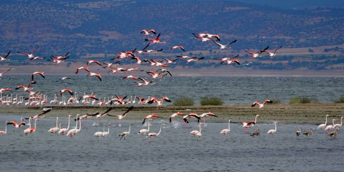 Flamingolar seneye gelecek bir göl bulacak mı?