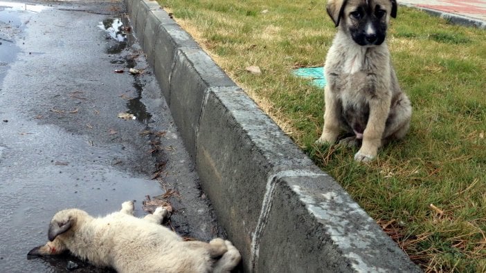 Yanında ölen köpeğin başından ayrılmadı