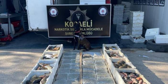 Balık yüklü kamyonette 53 kilo 'skunk' ele geçirildi