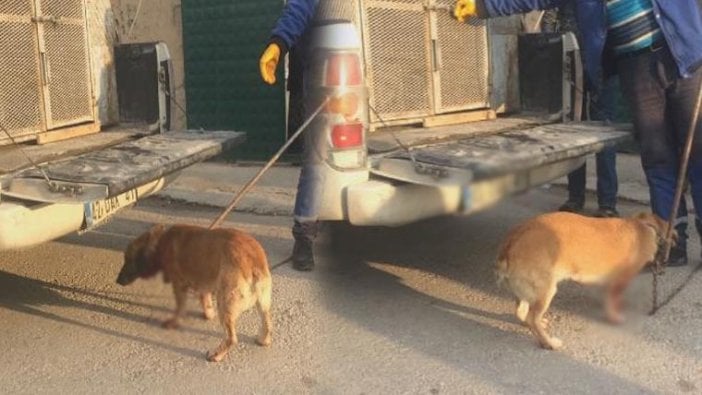 Havlayan köpeği bıçakladı