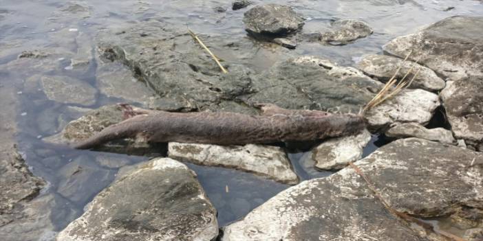 Kırmızı listedeki su samuru Fethiye'de ölü bulundu