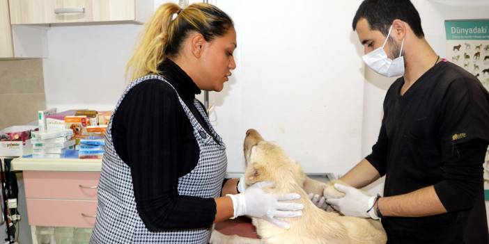 Yavru köpeğin ayağını ve kulaklarını kestiler