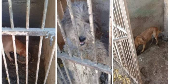 Uygunsuz koşullarda köpek besleyen veterinere 34 bin TL ceza