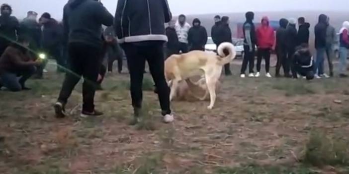 Kırıkkale'de şafak vakti 'köpek dövüşü' operasyonu