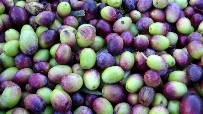 Kazdağları'nın eteklerinde zeytin bereketi