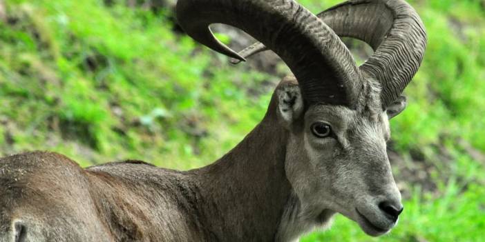 Vegan Derneği avcıları durdurdu