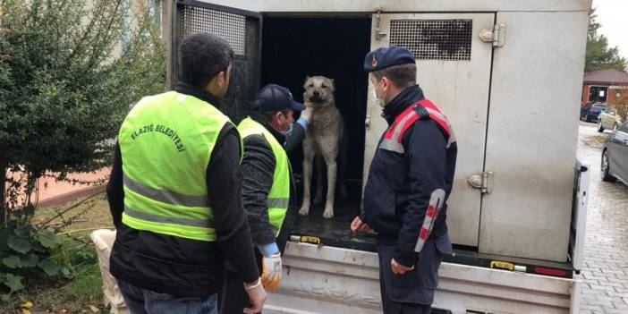 Köpeği kamyonetin arkasına bağlayıp sürükleyen sürücüye gözaltı