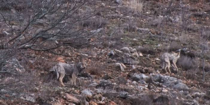 Tunceli'de aç kalan kurtlar dağlardan indi