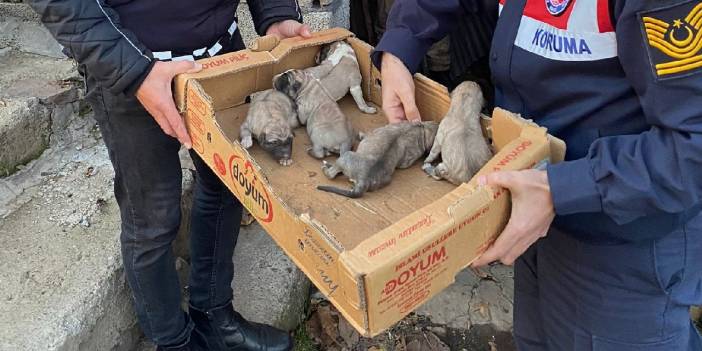 Yavru köpekleri donmak üzereyken jandarma kurtardı