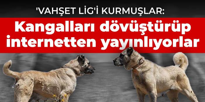 'Vahşet Lig'i kurmuşlar: Kangalları dövüştürüp internetten yayınlıyorlar