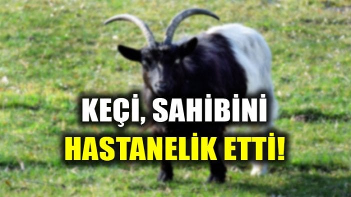 Çoban, keçisi tarafından hastanelik edildi!