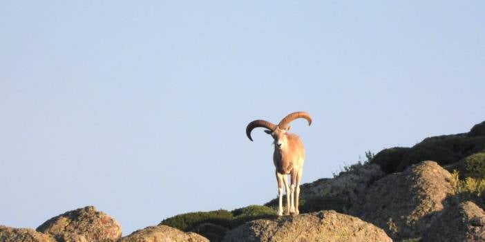 Mahkemeden 7 yaban koyunu ile 3 yaban keçisi avına ikinci karar