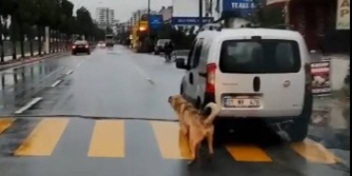 Trafikte akılalmaz görüntü!  Köpeği aracın arkasına bağlayıp...