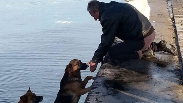 Denize düşen köpeği arkasından atlayan köpek kurtardı: İşte o anlar...